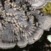 Degelia atlantica